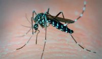Dengue: se confirmaron tres casos autóctonos más en el departamento