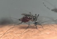 Dengue en San José; tres nuevos casos en el departamento